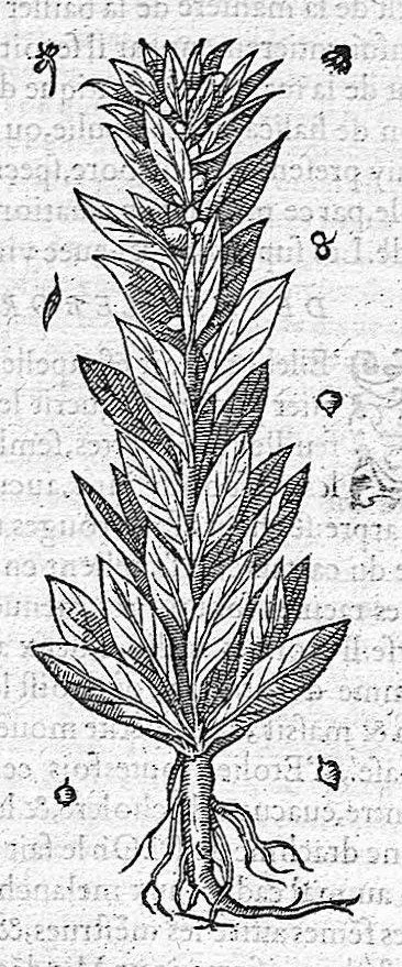 An illustration from Commentaires de M. Pierre André Matthiole medecin senois, sur les six livres de Ped. Dioscor. Anazarbeen de la matiere Medecinale, …, 1579, leaf 798
