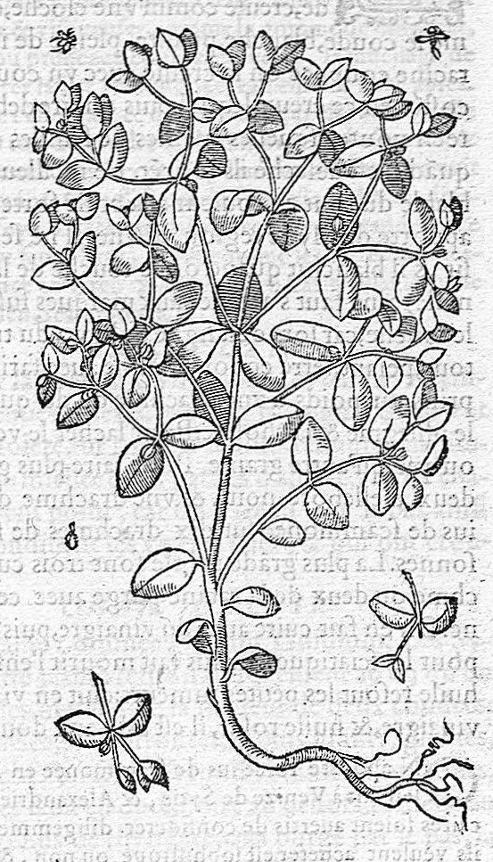 An illustration from Commentaires de M. Pierre André Matthiole medecin senois, sur les six livres de Ped. Dioscor. Anazarbeen de la matiere Medecinale, …, 1579, leaf 820