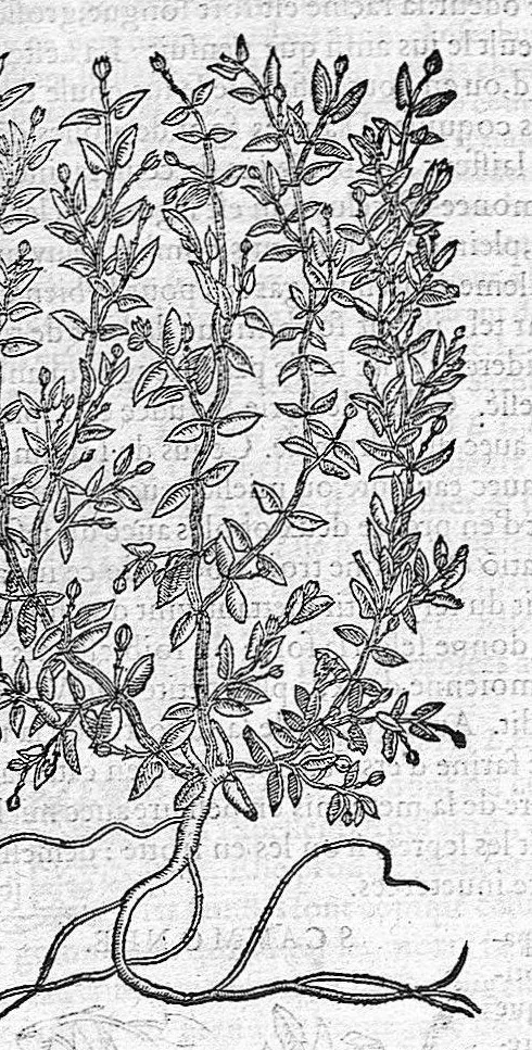 An illustration from Commentaires de M. Pierre André Matthiole medecin senois, sur les six livres de Ped. Dioscor. Anazarbeen de la matiere Medecinale, …, 1579, leaf 820