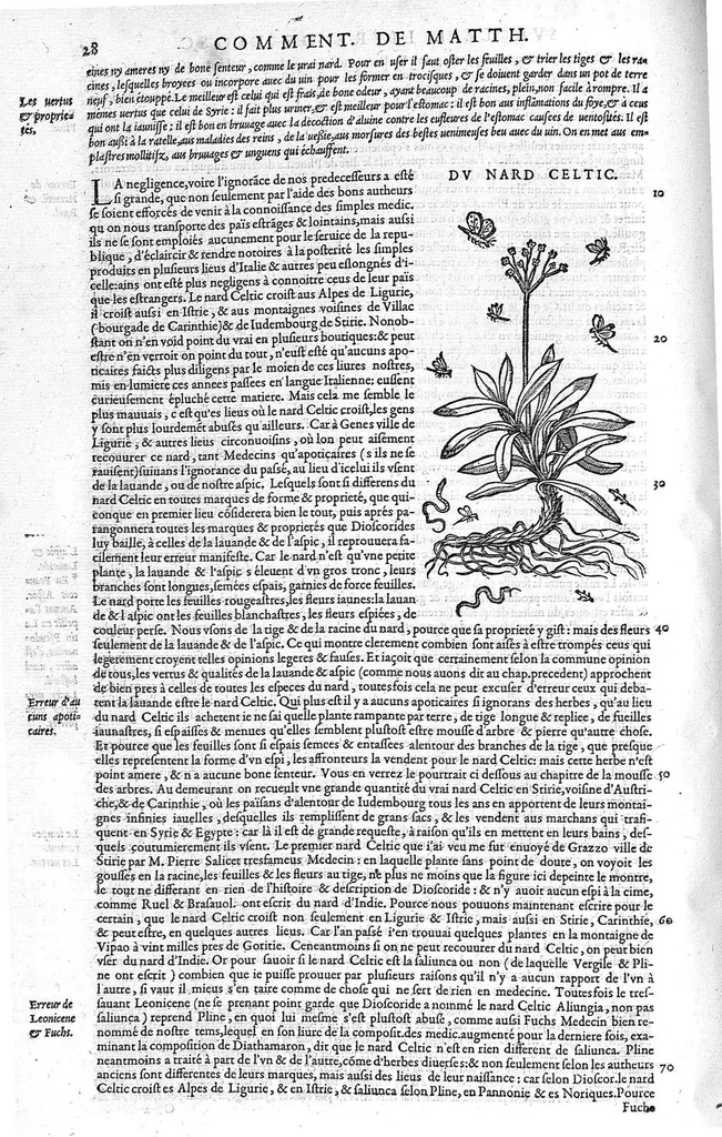 An illustration from Commentaires de M. Pierre Andre Matthiole medecin senois sur les six livres de Ped. Dioscoride Anazarbeen de la matiere medicale, Reveuz et augmentés en plus de mille lieux par l’autheur mesme, et enrichis pour la troisiéme fois, d’un grand nombre de pourtraits, de plantes et animaux tirés au vif, plus qu’aux precedentes editions. Avec certaines tables medecinales, tant des qualités et vertus des simples medicamens, que des remedes pour toutes maladies, qui peuvent avenir au corps humain, comme aussi les sentences, mots, et matieres traictees esdicts Commentaires : Davantage y a sur la fin, divers pourtraits de fourneaux et alembics, pour distiller et tirer les eaux de toutes plantes, avec le moyen de les conserver en leur naïves odeurs. Mis en François sur la derniere edition Latine de l’Autheur, par M. Jean des Moulins Docteur en Medecine, 1572, leaf 162