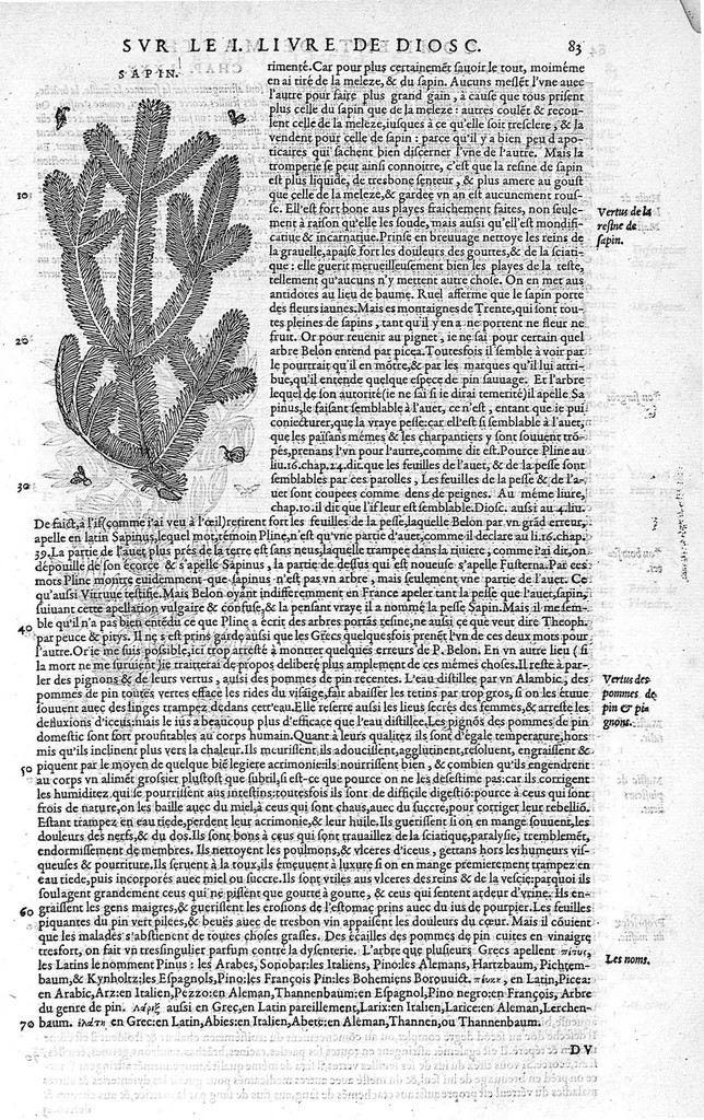 An illustration from Commentaires de M. Pierre Andre Matthiole medecin senois sur les six livres de Ped. Dioscoride Anazarbeen de la matiere medicale, Reveuz et augmentés en plus de mille lieux par l’autheur mesme, et enrichis pour la troisiéme fois, d’un grand nombre de pourtraits, de plantes et animaux tirés au vif, plus qu’aux precedentes editions. Avec certaines tables medecinales, tant des qualités et vertus des simples medicamens, que des remedes pour toutes maladies, qui peuvent avenir au corps humain, comme aussi les sentences, mots, et matieres traictees esdicts Commentaires : Davantage y a sur la fin, divers pourtraits de fourneaux et alembics, pour distiller et tirer les eaux de toutes plantes, avec le moyen de les conserver en leur naïves odeurs. Mis en François sur la derniere edition Latine de l’Autheur, par M. Jean des Moulins Docteur en Medecine, 1572, leaf 217