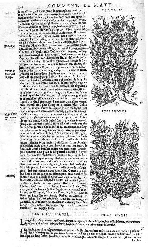 An illustration from Commentaires de M. Pierre Andre Matthiole medecin senois sur les six livres de Ped. Dioscoride Anazarbeen de la matiere medicale, Reveuz et augmentés en plus de mille lieux par l’autheur mesme, et enrichis pour la troisiéme fois, d’un grand nombre de pourtraits, de plantes et animaux tirés au vif, plus qu’aux precedentes editions. Avec certaines tables medecinales, tant des qualités et vertus des simples medicamens, que des remedes pour toutes maladies, qui peuvent avenir au corps humain, comme aussi les sentences, mots, et matieres traictees esdicts Commentaires : Davantage y a sur la fin, divers pourtraits de fourneaux et alembics, pour distiller et tirer les eaux de toutes plantes, avec le moyen de les conserver en leur naïves odeurs. Mis en François sur la derniere edition Latine de l’Autheur, par M. Jean des Moulins Docteur en Medecine, 1572, leaf 276