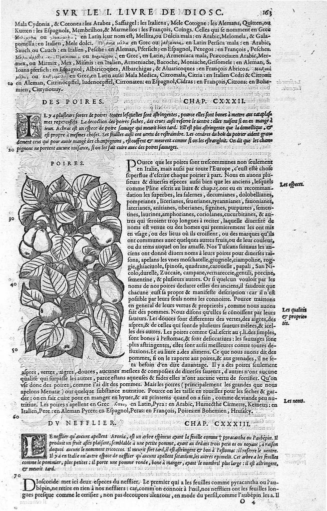 An illustration from Commentaires de M. Pierre Andre Matthiole medecin senois sur les six livres de Ped. Dioscoride Anazarbeen de la matiere medicale, Reveuz et augmentés en plus de mille lieux par l’autheur mesme, et enrichis pour la troisiéme fois, d’un grand nombre de pourtraits, de plantes et animaux tirés au vif, plus qu’aux precedentes editions. Avec certaines tables medecinales, tant des qualités et vertus des simples medicamens, que des remedes pour toutes maladies, qui peuvent avenir au corps humain, comme aussi les sentences, mots, et matieres traictees esdicts Commentaires : Davantage y a sur la fin, divers pourtraits de fourneaux et alembics, pour distiller et tirer les eaux de toutes plantes, avec le moyen de les conserver en leur naïves odeurs. Mis en François sur la derniere edition Latine de l’Autheur, par M. Jean des Moulins Docteur en Medecine, 1572, leaf 297