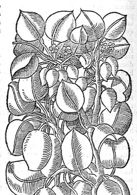 An illustration from Commentaires de M. Pierre Andre Matthiole medecin senois sur les six livres de Ped. Dioscoride Anazarbeen de la matiere medicale, Reveuz et augmentés en plus de mille lieux par l’autheur mesme, et enrichis pour la troisiéme fois, d’un grand nombre de pourtraits, de plantes et animaux tirés au vif, plus qu’aux precedentes editions. Avec certaines tables medecinales, tant des qualités et vertus des simples medicamens, que des remedes pour toutes maladies, qui peuvent avenir au corps humain, comme aussi les sentences, mots, et matieres traictees esdicts Commentaires : Davantage y a sur la fin, divers pourtraits de fourneaux et alembics, pour distiller et tirer les eaux de toutes plantes, avec le moyen de les conserver en leur naïves odeurs. Mis en François sur la derniere edition Latine de l’Autheur, par M. Jean des Moulins Docteur en Medecine, 1572, leaf 318