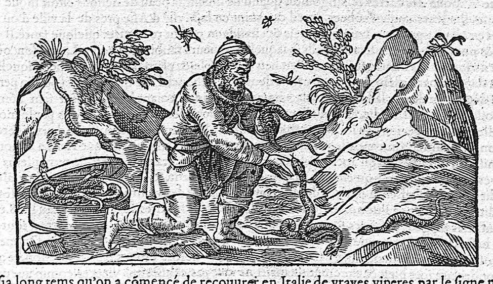 An illustration from Commentaires de M. Pierre Andre Matthiole medecin senois sur les six livres de Ped. Dioscoride Anazarbeen de la matiere medicale, Reveuz et augmentés en plus de mille lieux par l’autheur mesme, et enrichis pour la troisiéme fois, d’un grand nombre de pourtraits, de plantes et animaux tirés au vif, plus qu’aux precedentes editions. Avec certaines tables medecinales, tant des qualités et vertus des simples medicamens, que des remedes pour toutes maladies, qui peuvent avenir au corps humain, comme aussi les sentences, mots, et matieres traictees esdicts Commentaires : Davantage y a sur la fin, divers pourtraits de fourneaux et alembics, pour distiller et tirer les eaux de toutes plantes, avec le moyen de les conserver en leur naïves odeurs. Mis en François sur la derniere edition Latine de l’Autheur, par M. Jean des Moulins Docteur en Medecine, 1572, leaf 339