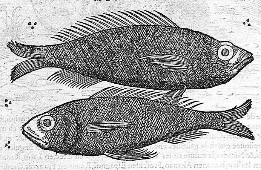 An illustration from Commentaires de M. Pierre Andre Matthiole medecin senois sur les six livres de Ped. Dioscoride Anazarbeen de la matiere medicale, Reveuz et augmentés en plus de mille lieux par l’autheur mesme, et enrichis pour la troisiéme fois, d’un grand nombre de pourtraits, de plantes et animaux tirés au vif, plus qu’aux precedentes editions. Avec certaines tables medecinales, tant des qualités et vertus des simples medicamens, que des remedes pour toutes maladies, qui peuvent avenir au corps humain, comme aussi les sentences, mots, et matieres traictees esdicts Commentaires : Davantage y a sur la fin, divers pourtraits de fourneaux et alembics, pour distiller et tirer les eaux de toutes plantes, avec le moyen de les conserver en leur naïves odeurs. Mis en François sur la derniere edition Latine de l’Autheur, par M. Jean des Moulins Docteur en Medecine, 1572, leaf 352