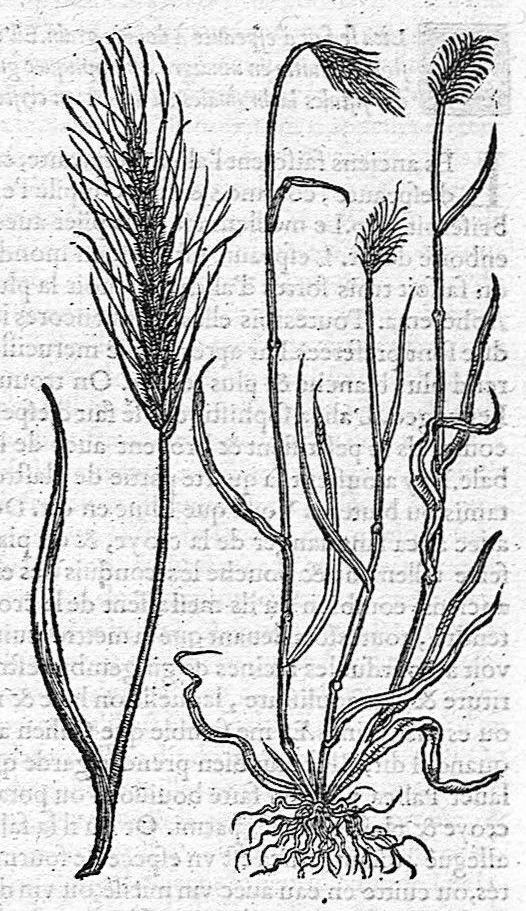 An illustration from Commentaires de M. Pierre Andre Matthiole medecin senois sur les six livres de Ped. Dioscoride Anazarbeen de la matiere medicale, Reveuz et augmentés en plus de mille lieux par l’autheur mesme, et enrichis pour la troisiéme fois, d’un grand nombre de pourtraits, de plantes et animaux tirés au vif, plus qu’aux precedentes editions. Avec certaines tables medecinales, tant des qualités et vertus des simples medicamens, que des remedes pour toutes maladies, qui peuvent avenir au corps humain, comme aussi les sentences, mots, et matieres traictees esdicts Commentaires : Davantage y a sur la fin, divers pourtraits de fourneaux et alembics, pour distiller et tirer les eaux de toutes plantes, avec le moyen de les conserver en leur naïves odeurs. Mis en François sur la derniere edition Latine de l’Autheur, par M. Jean des Moulins Docteur en Medecine, 1572, leaf 401