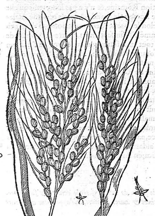 An illustration from Commentaires de M. Pierre Andre Matthiole medecin senois sur les six livres de Ped. Dioscoride Anazarbeen de la matiere medicale, Reveuz et augmentés en plus de mille lieux par l’autheur mesme, et enrichis pour la troisiéme fois, d’un grand nombre de pourtraits, de plantes et animaux tirés au vif, plus qu’aux precedentes editions. Avec certaines tables medecinales, tant des qualités et vertus des simples medicamens, que des remedes pour toutes maladies, qui peuvent avenir au corps humain, comme aussi les sentences, mots, et matieres traictees esdicts Commentaires : Davantage y a sur la fin, divers pourtraits de fourneaux et alembics, pour distiller et tirer les eaux de toutes plantes, avec le moyen de les conserver en leur naïves odeurs. Mis en François sur la derniere edition Latine de l’Autheur, par M. Jean des Moulins Docteur en Medecine, 1572, leaf 401