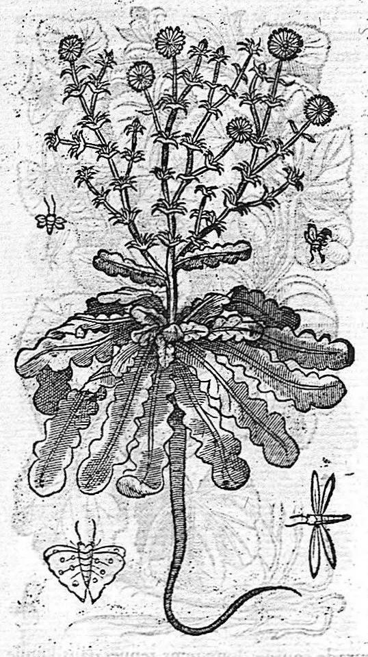 An illustration from Commentaires de M. Pierre Andre Matthiole medecin senois sur les six livres de Ped. Dioscoride Anazarbeen de la matiere medicale, Reveuz et augmentés en plus de mille lieux par l’autheur mesme, et enrichis pour la troisiéme fois, d’un grand nombre de pourtraits, de plantes et animaux tirés au vif, plus qu’aux precedentes editions. Avec certaines tables medecinales, tant des qualités et vertus des simples medicamens, que des remedes pour toutes maladies, qui peuvent avenir au corps humain, comme aussi les sentences, mots, et matieres traictees esdicts Commentaires : Davantage y a sur la fin, divers pourtraits de fourneaux et alembics, pour distiller et tirer les eaux de toutes plantes, avec le moyen de les conserver en leur naïves odeurs. Mis en François sur la derniere edition Latine de l’Autheur, par M. Jean des Moulins Docteur en Medecine, 1572, leaf 447