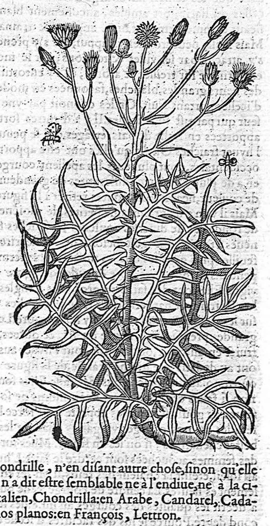 An illustration from Commentaires de M. Pierre Andre Matthiole medecin senois sur les six livres de Ped. Dioscoride Anazarbeen de la matiere medicale, Reveuz et augmentés en plus de mille lieux par l’autheur mesme, et enrichis pour la troisiéme fois, d’un grand nombre de pourtraits, de plantes et animaux tirés au vif, plus qu’aux precedentes editions. Avec certaines tables medecinales, tant des qualités et vertus des simples medicamens, que des remedes pour toutes maladies, qui peuvent avenir au corps humain, comme aussi les sentences, mots, et matieres traictees esdicts Commentaires : Davantage y a sur la fin, divers pourtraits de fourneaux et alembics, pour distiller et tirer les eaux de toutes plantes, avec le moyen de les conserver en leur naïves odeurs. Mis en François sur la derniere edition Latine de l’Autheur, par M. Jean des Moulins Docteur en Medecine, 1572, leaf 447