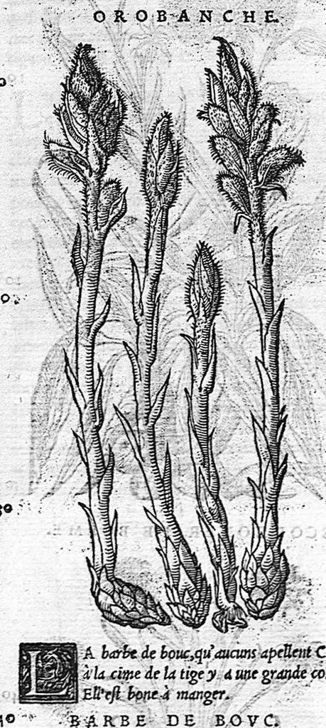 An illustration from Commentaires de M. Pierre Andre Matthiole medecin senois sur les six livres de Ped. Dioscoride Anazarbeen de la matiere medicale, Reveuz et augmentés en plus de mille lieux par l’autheur mesme, et enrichis pour la troisiéme fois, d’un grand nombre de pourtraits, de plantes et animaux tirés au vif, plus qu’aux precedentes editions. Avec certaines tables medecinales, tant des qualités et vertus des simples medicamens, que des remedes pour toutes maladies, qui peuvent avenir au corps humain, comme aussi les sentences, mots, et matieres traictees esdicts Commentaires : Davantage y a sur la fin, divers pourtraits de fourneaux et alembics, pour distiller et tirer les eaux de toutes plantes, avec le moyen de les conserver en leur naïves odeurs. Mis en François sur la derniere edition Latine de l’Autheur, par M. Jean des Moulins Docteur en Medecine, 1572, leaf 459