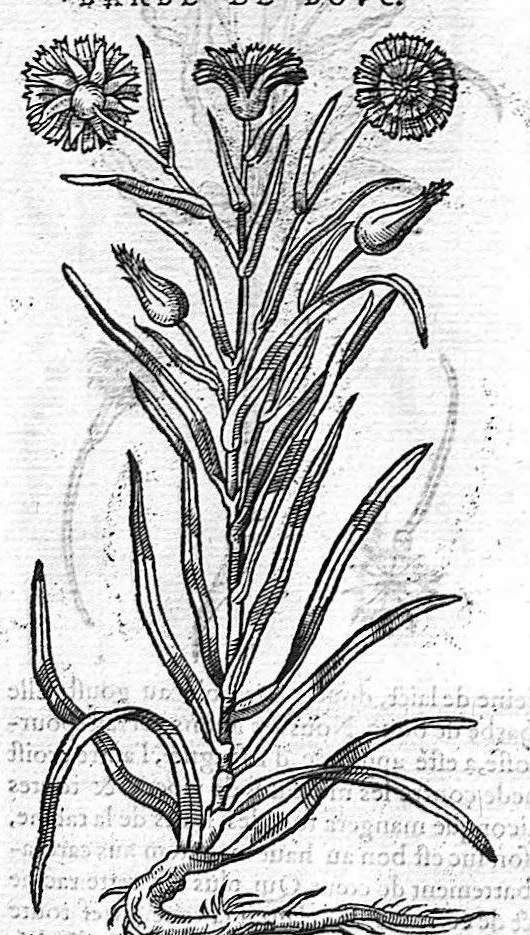An illustration from Commentaires de M. Pierre Andre Matthiole medecin senois sur les six livres de Ped. Dioscoride Anazarbeen de la matiere medicale, Reveuz et augmentés en plus de mille lieux par l’autheur mesme, et enrichis pour la troisiéme fois, d’un grand nombre de pourtraits, de plantes et animaux tirés au vif, plus qu’aux precedentes editions. Avec certaines tables medecinales, tant des qualités et vertus des simples medicamens, que des remedes pour toutes maladies, qui peuvent avenir au corps humain, comme aussi les sentences, mots, et matieres traictees esdicts Commentaires : Davantage y a sur la fin, divers pourtraits de fourneaux et alembics, pour distiller et tirer les eaux de toutes plantes, avec le moyen de les conserver en leur naïves odeurs. Mis en François sur la derniere edition Latine de l’Autheur, par M. Jean des Moulins Docteur en Medecine, 1572, leaf 459