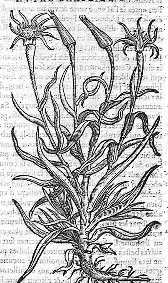 An illustration from Commentaires de M. Pierre Andre Matthiole medecin senois sur les six livres de Ped. Dioscoride Anazarbeen de la matiere medicale, Reveuz et augmentés en plus de mille lieux par l’autheur mesme, et enrichis pour la troisiéme fois, d’un grand nombre de pourtraits, de plantes et animaux tirés au vif, plus qu’aux precedentes editions. Avec certaines tables medecinales, tant des qualités et vertus des simples medicamens, que des remedes pour toutes maladies, qui peuvent avenir au corps humain, comme aussi les sentences, mots, et matieres traictees esdicts Commentaires : Davantage y a sur la fin, divers pourtraits de fourneaux et alembics, pour distiller et tirer les eaux de toutes plantes, avec le moyen de les conserver en leur naïves odeurs. Mis en François sur la derniere edition Latine de l’Autheur, par M. Jean des Moulins Docteur en Medecine, 1572, leaf 459