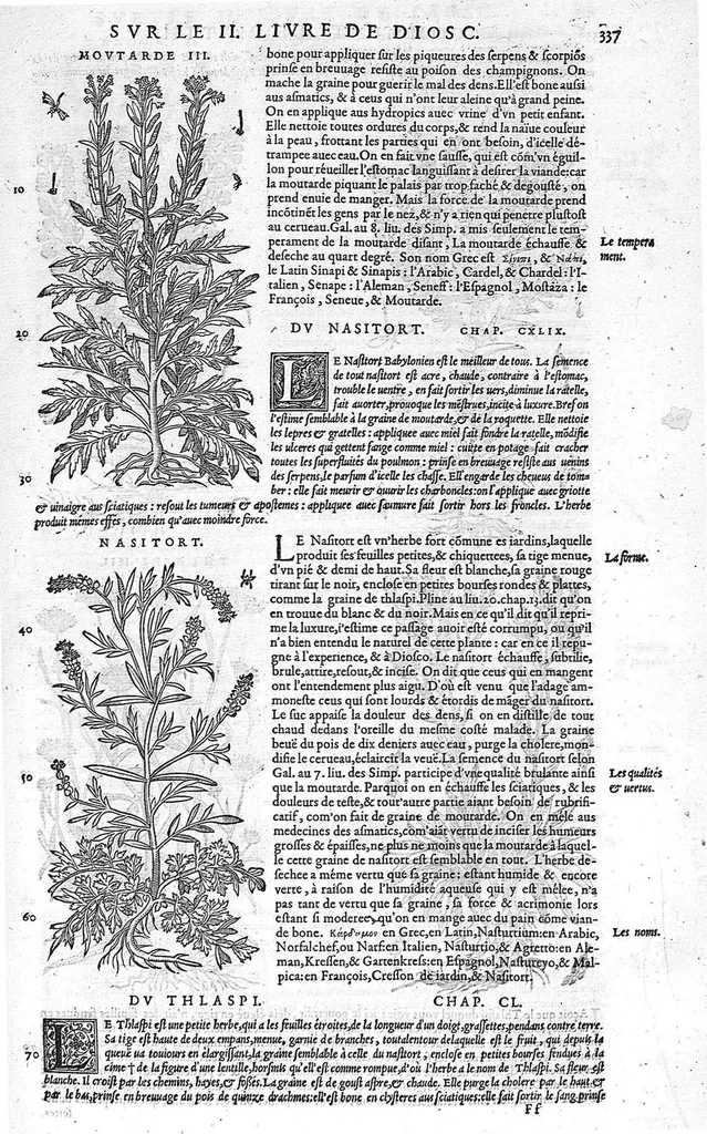 An illustration from Commentaires de M. Pierre Andre Matthiole medecin senois sur les six livres de Ped. Dioscoride Anazarbeen de la matiere medicale, Reveuz et augmentés en plus de mille lieux par l’autheur mesme, et enrichis pour la troisiéme fois, d’un grand nombre de pourtraits, de plantes et animaux tirés au vif, plus qu’aux precedentes editions. Avec certaines tables medecinales, tant des qualités et vertus des simples medicamens, que des remedes pour toutes maladies, qui peuvent avenir au corps humain, comme aussi les sentences, mots, et matieres traictees esdicts Commentaires : Davantage y a sur la fin, divers pourtraits de fourneaux et alembics, pour distiller et tirer les eaux de toutes plantes, avec le moyen de les conserver en leur naïves odeurs. Mis en François sur la derniere edition Latine de l’Autheur, par M. Jean des Moulins Docteur en Medecine, 1572, leaf 471