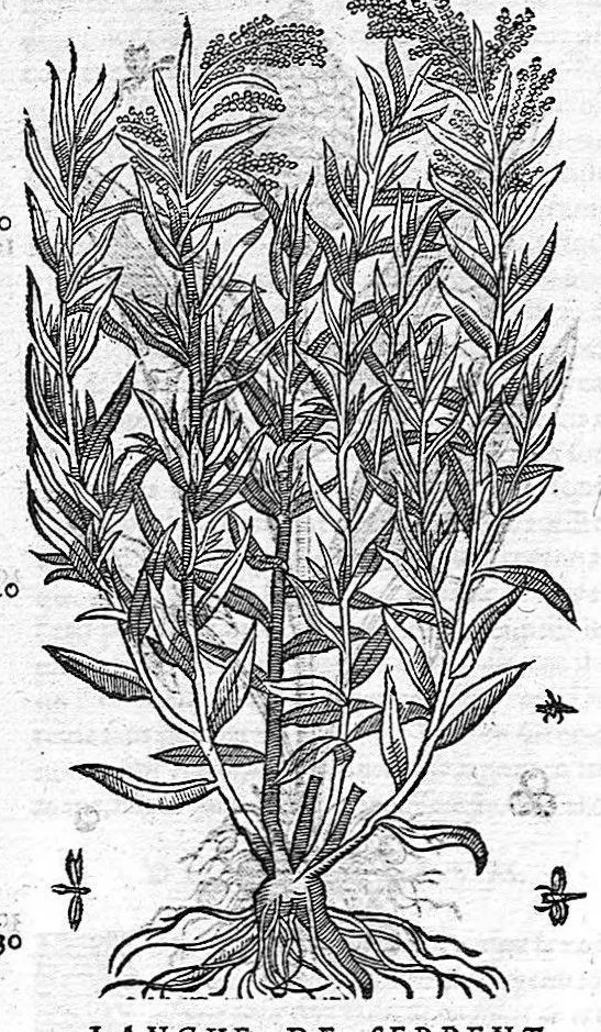 An illustration from Commentaires de M. Pierre Andre Matthiole medecin senois sur les six livres de Ped. Dioscoride Anazarbeen de la matiere medicale, Reveuz et augmentés en plus de mille lieux par l’autheur mesme, et enrichis pour la troisiéme fois, d’un grand nombre de pourtraits, de plantes et animaux tirés au vif, plus qu’aux precedentes editions. Avec certaines tables medecinales, tant des qualités et vertus des simples medicamens, que des remedes pour toutes maladies, qui peuvent avenir au corps humain, comme aussi les sentences, mots, et matieres traictees esdicts Commentaires : Davantage y a sur la fin, divers pourtraits de fourneaux et alembics, pour distiller et tirer les eaux de toutes plantes, avec le moyen de les conserver en leur naïves odeurs. Mis en François sur la derniere edition Latine de l’Autheur, par M. Jean des Moulins Docteur en Medecine, 1572, leaf 485