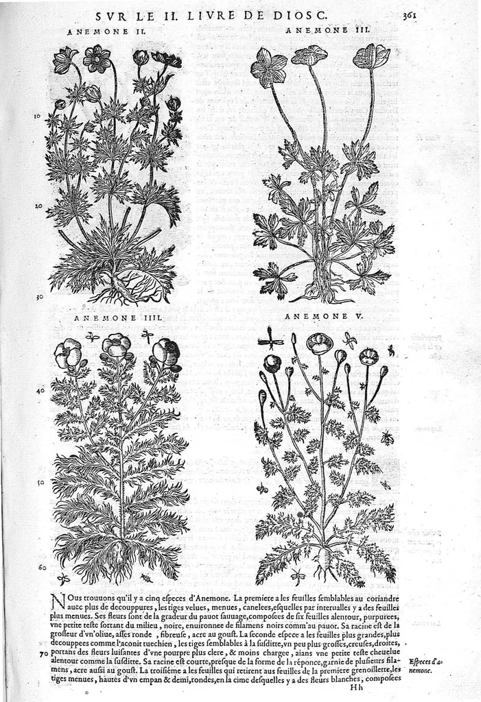 An illustration from Commentaires de M. Pierre Andre Matthiole medecin senois sur les six livres de Ped. Dioscoride Anazarbeen de la matiere medicale, Reveuz et augmentés en plus de mille lieux par l’autheur mesme, et enrichis pour la troisiéme fois, d’un grand nombre de pourtraits, de plantes et animaux tirés au vif, plus qu’aux precedentes editions. Avec certaines tables medecinales, tant des qualités et vertus des simples medicamens, que des remedes pour toutes maladies, qui peuvent avenir au corps humain, comme aussi les sentences, mots, et matieres traictees esdicts Commentaires : Davantage y a sur la fin, divers pourtraits de fourneaux et alembics, pour distiller et tirer les eaux de toutes plantes, avec le moyen de les conserver en leur naïves odeurs. Mis en François sur la derniere edition Latine de l’Autheur, par M. Jean des Moulins Docteur en Medecine, 1572, leaf 495