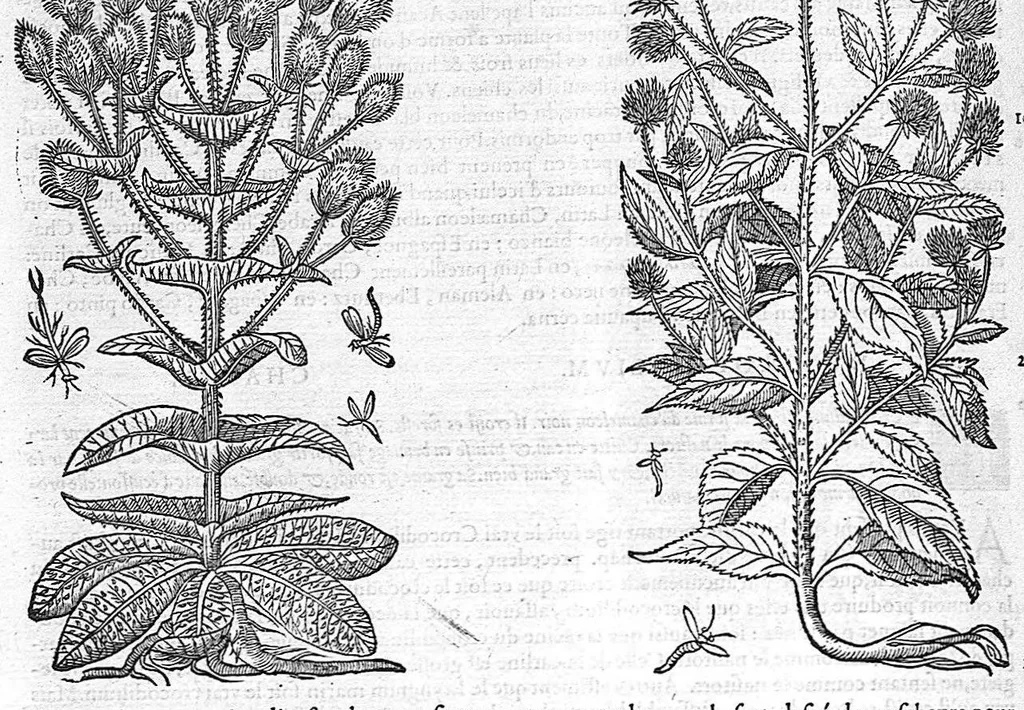 An illustration from Commentaires de M. Pierre Andre Matthiole medecin senois sur les six livres de Ped. Dioscoride Anazarbeen de la matiere medicale, Reveuz et augmentés en plus de mille lieux par l’autheur mesme, et enrichis pour la troisiéme fois, d’un grand nombre de pourtraits, de plantes et animaux tirés au vif, plus qu’aux precedentes editions. Avec certaines tables medecinales, tant des qualités et vertus des simples medicamens, que des remedes pour toutes maladies, qui peuvent avenir au corps humain, comme aussi les sentences, mots, et matieres traictees esdicts Commentaires : Davantage y a sur la fin, divers pourtraits de fourneaux et alembics, pour distiller et tirer les eaux de toutes plantes, avec le moyen de les conserver en leur naïves odeurs. Mis en François sur la derniere edition Latine de l’Autheur, par M. Jean des Moulins Docteur en Medecine, 1572, leaf 520