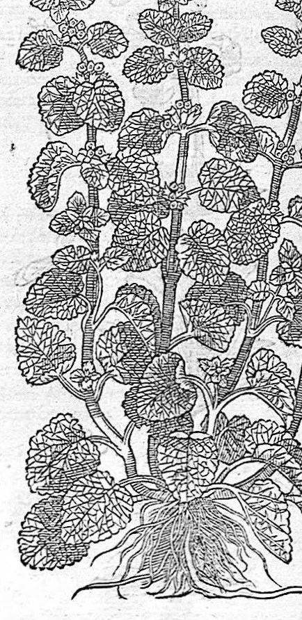 An illustration from Commentaires de M. Pierre Andre Matthiole medecin senois sur les six livres de Ped. Dioscoride Anazarbeen de la matiere medicale, Reveuz et augmentés en plus de mille lieux par l’autheur mesme, et enrichis pour la troisiéme fois, d’un grand nombre de pourtraits, de plantes et animaux tirés au vif, plus qu’aux precedentes editions. Avec certaines tables medecinales, tant des qualités et vertus des simples medicamens, que des remedes pour toutes maladies, qui peuvent avenir au corps humain, comme aussi les sentences, mots, et matieres traictees esdicts Commentaires : Davantage y a sur la fin, divers pourtraits de fourneaux et alembics, pour distiller et tirer les eaux de toutes plantes, avec le moyen de les conserver en leur naïves odeurs. Mis en François sur la derniere edition Latine de l’Autheur, par M. Jean des Moulins Docteur en Medecine, 1572, leaf 602