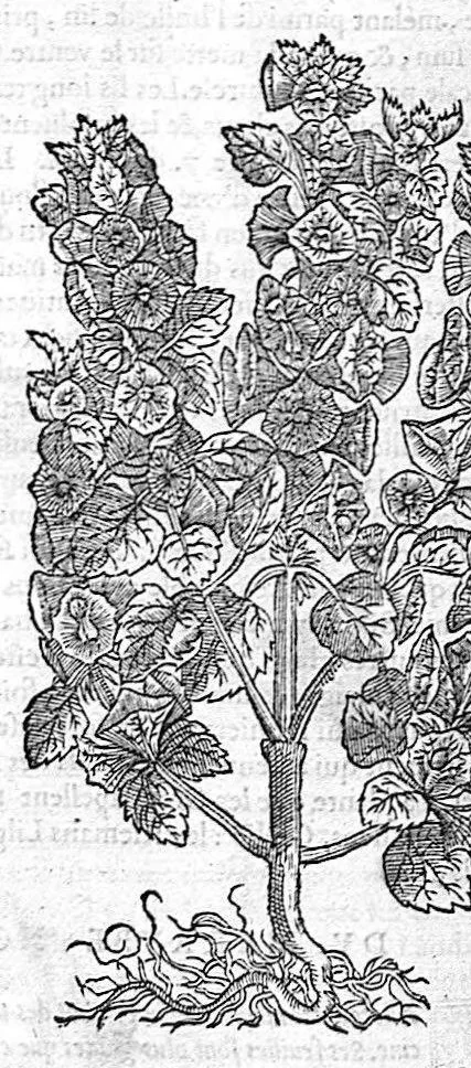 An illustration from Commentaires de M. Pierre Andre Matthiole medecin senois sur les six livres de Ped. Dioscoride Anazarbeen de la matiere medicale, Reveuz et augmentés en plus de mille lieux par l’autheur mesme, et enrichis pour la troisiéme fois, d’un grand nombre de pourtraits, de plantes et animaux tirés au vif, plus qu’aux precedentes editions. Avec certaines tables medecinales, tant des qualités et vertus des simples medicamens, que des remedes pour toutes maladies, qui peuvent avenir au corps humain, comme aussi les sentences, mots, et matieres traictees esdicts Commentaires : Davantage y a sur la fin, divers pourtraits de fourneaux et alembics, pour distiller et tirer les eaux de toutes plantes, avec le moyen de les conserver en leur naïves odeurs. Mis en François sur la derniere edition Latine de l’Autheur, par M. Jean des Moulins Docteur en Medecine, 1572, leaf 602