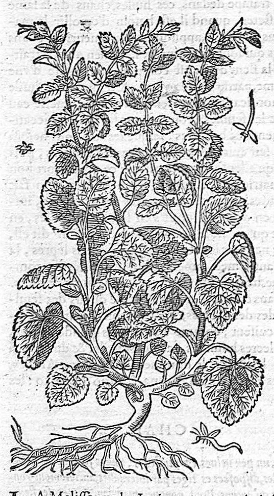 An illustration from Commentaires de M. Pierre Andre Matthiole medecin senois sur les six livres de Ped. Dioscoride Anazarbeen de la matiere medicale, Reveuz et augmentés en plus de mille lieux par l’autheur mesme, et enrichis pour la troisiéme fois, d’un grand nombre de pourtraits, de plantes et animaux tirés au vif, plus qu’aux precedentes editions. Avec certaines tables medecinales, tant des qualités et vertus des simples medicamens, que des remedes pour toutes maladies, qui peuvent avenir au corps humain, comme aussi les sentences, mots, et matieres traictees esdicts Commentaires : Davantage y a sur la fin, divers pourtraits de fourneaux et alembics, pour distiller et tirer les eaux de toutes plantes, avec le moyen de les conserver en leur naïves odeurs. Mis en François sur la derniere edition Latine de l’Autheur, par M. Jean des Moulins Docteur en Medecine, 1572, leaf 602