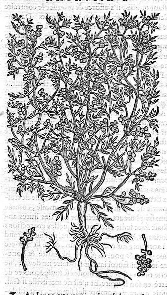 An illustration from Commentaires de M. Pierre Andre Matthiole medecin senois sur les six livres de Ped. Dioscoride Anazarbeen de la matiere medicale, Reveuz et augmentés en plus de mille lieux par l’autheur mesme, et enrichis pour la troisiéme fois, d’un grand nombre de pourtraits, de plantes et animaux tirés au vif, plus qu’aux precedentes editions. Avec certaines tables medecinales, tant des qualités et vertus des simples medicamens, que des remedes pour toutes maladies, qui peuvent avenir au corps humain, comme aussi les sentences, mots, et matieres traictees esdicts Commentaires : Davantage y a sur la fin, divers pourtraits de fourneaux et alembics, pour distiller et tirer les eaux de toutes plantes, avec le moyen de les conserver en leur naïves odeurs. Mis en François sur la derniere edition Latine de l’Autheur, par M. Jean des Moulins Docteur en Medecine, 1572, leaf 614