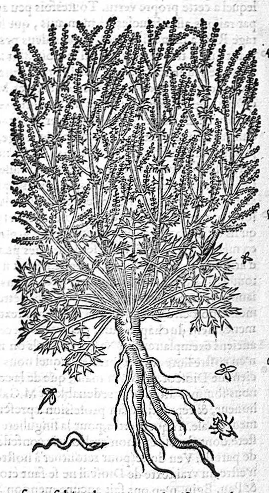 An illustration from Commentaires de M. Pierre Andre Matthiole medecin senois sur les six livres de Ped. Dioscoride Anazarbeen de la matiere medicale, Reveuz et augmentés en plus de mille lieux par l’autheur mesme, et enrichis pour la troisiéme fois, d’un grand nombre de pourtraits, de plantes et animaux tirés au vif, plus qu’aux precedentes editions. Avec certaines tables medecinales, tant des qualités et vertus des simples medicamens, que des remedes pour toutes maladies, qui peuvent avenir au corps humain, comme aussi les sentences, mots, et matieres traictees esdicts Commentaires : Davantage y a sur la fin, divers pourtraits de fourneaux et alembics, pour distiller et tirer les eaux de toutes plantes, avec le moyen de les conserver en leur naïves odeurs. Mis en François sur la derniere edition Latine de l’Autheur, par M. Jean des Moulins Docteur en Medecine, 1572, leaf 614