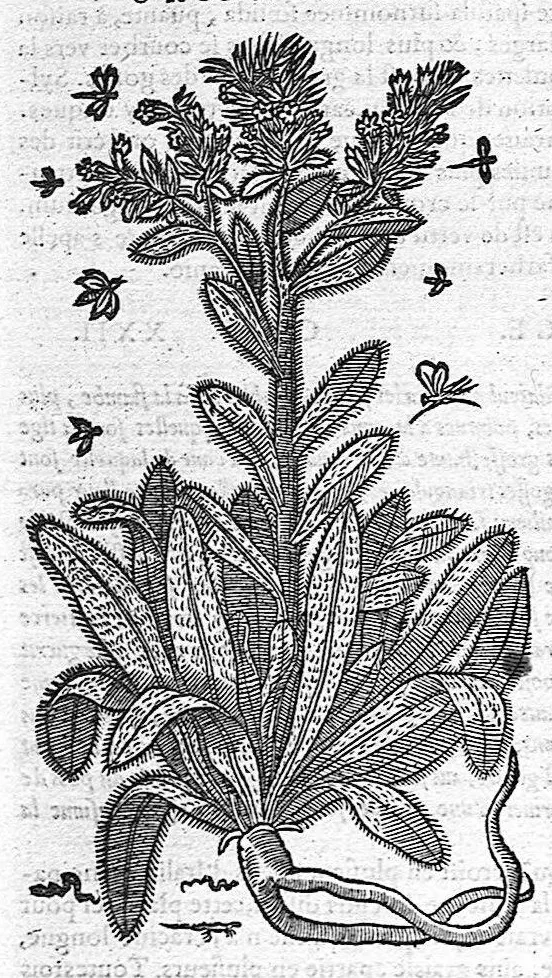 An illustration from Commentaires de M. Pierre Andre Matthiole medecin senois sur les six livres de Ped. Dioscoride Anazarbeen de la matiere medicale, Reveuz et augmentés en plus de mille lieux par l’autheur mesme, et enrichis pour la troisiéme fois, d’un grand nombre de pourtraits, de plantes et animaux tirés au vif, plus qu’aux precedentes editions. Avec certaines tables medecinales, tant des qualités et vertus des simples medicamens, que des remedes pour toutes maladies, qui peuvent avenir au corps humain, comme aussi les sentences, mots, et matieres traictees esdicts Commentaires : Davantage y a sur la fin, divers pourtraits de fourneaux et alembics, pour distiller et tirer les eaux de toutes plantes, avec le moyen de les conserver en leur naïves odeurs. Mis en François sur la derniere edition Latine de l’Autheur, par M. Jean des Moulins Docteur en Medecine, 1572, leaf 676