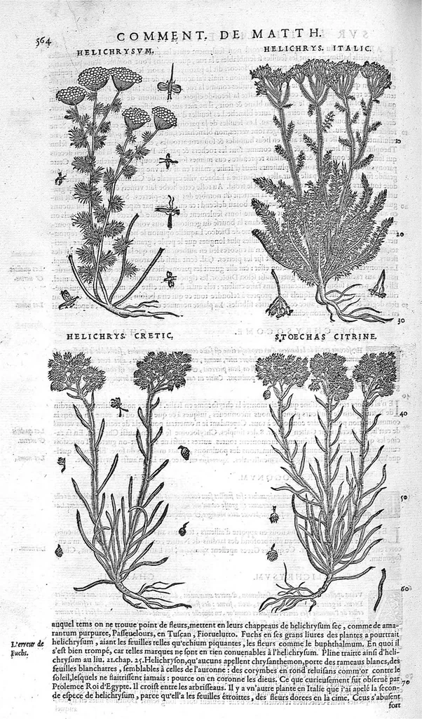 An illustration from Commentaires de M. Pierre Andre Matthiole medecin senois sur les six livres de Ped. Dioscoride Anazarbeen de la matiere medicale, Reveuz et augmentés en plus de mille lieux par l’autheur mesme, et enrichis pour la troisiéme fois, d’un grand nombre de pourtraits, de plantes et animaux tirés au vif, plus qu’aux precedentes editions. Avec certaines tables medecinales, tant des qualités et vertus des simples medicamens, que des remedes pour toutes maladies, qui peuvent avenir au corps humain, comme aussi les sentences, mots, et matieres traictees esdicts Commentaires : Davantage y a sur la fin, divers pourtraits de fourneaux et alembics, pour distiller et tirer les eaux de toutes plantes, avec le moyen de les conserver en leur naïves odeurs. Mis en François sur la derniere edition Latine de l’Autheur, par M. Jean des Moulins Docteur en Medecine, 1572, leaf 698