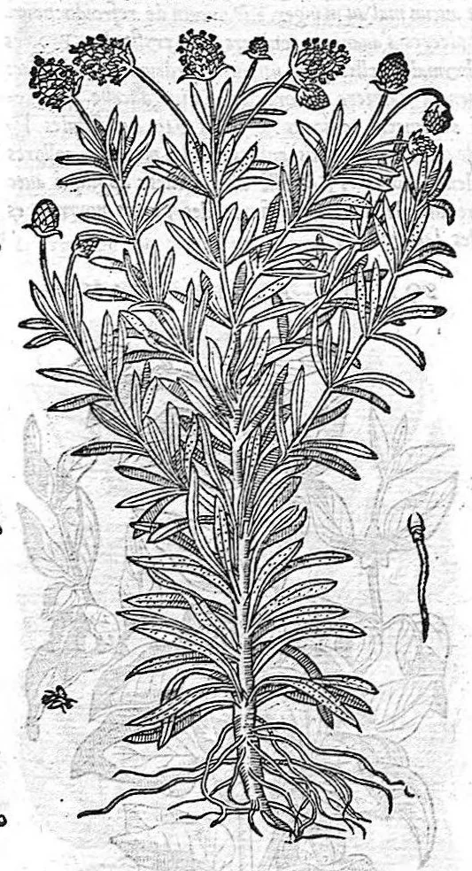 An illustration from Commentaires de M. Pierre Andre Matthiole medecin senois sur les six livres de Ped. Dioscoride Anazarbeen de la matiere medicale, Reveuz et augmentés en plus de mille lieux par l’autheur mesme, et enrichis pour la troisiéme fois, d’un grand nombre de pourtraits, de plantes et animaux tirés au vif, plus qu’aux precedentes editions. Avec certaines tables medecinales, tant des qualités et vertus des simples medicamens, que des remedes pour toutes maladies, qui peuvent avenir au corps humain, comme aussi les sentences, mots, et matieres traictees esdicts Commentaires : Davantage y a sur la fin, divers pourtraits de fourneaux et alembics, pour distiller et tirer les eaux de toutes plantes, avec le moyen de les conserver en leur naïves odeurs. Mis en François sur la derniere edition Latine de l’Autheur, par M. Jean des Moulins Docteur en Medecine, 1572, leaf 709