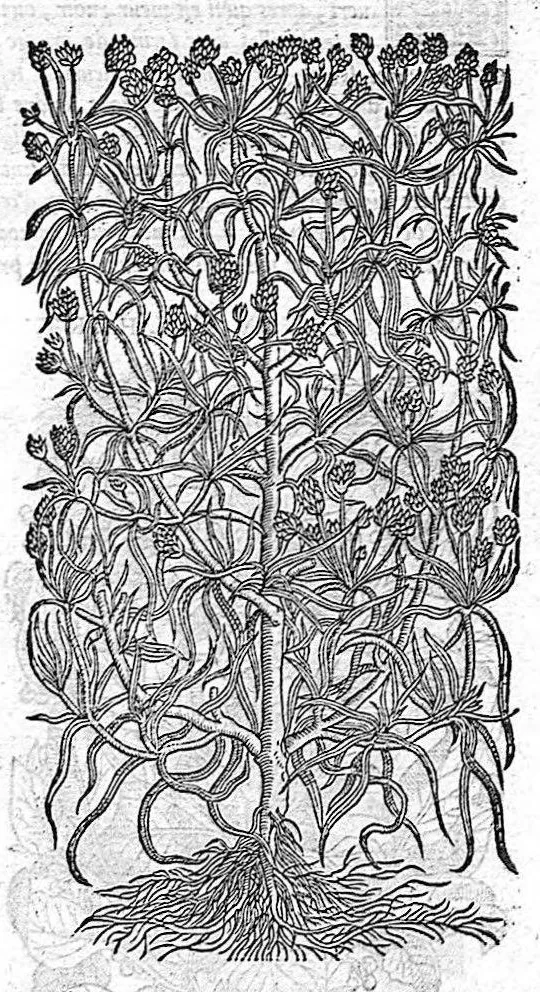 An illustration from Commentaires de M. Pierre Andre Matthiole medecin senois sur les six livres de Ped. Dioscoride Anazarbeen de la matiere medicale, Reveuz et augmentés en plus de mille lieux par l’autheur mesme, et enrichis pour la troisiéme fois, d’un grand nombre de pourtraits, de plantes et animaux tirés au vif, plus qu’aux precedentes editions. Avec certaines tables medecinales, tant des qualités et vertus des simples medicamens, que des remedes pour toutes maladies, qui peuvent avenir au corps humain, comme aussi les sentences, mots, et matieres traictees esdicts Commentaires : Davantage y a sur la fin, divers pourtraits de fourneaux et alembics, pour distiller et tirer les eaux de toutes plantes, avec le moyen de les conserver en leur naïves odeurs. Mis en François sur la derniere edition Latine de l’Autheur, par M. Jean des Moulins Docteur en Medecine, 1572, leaf 709