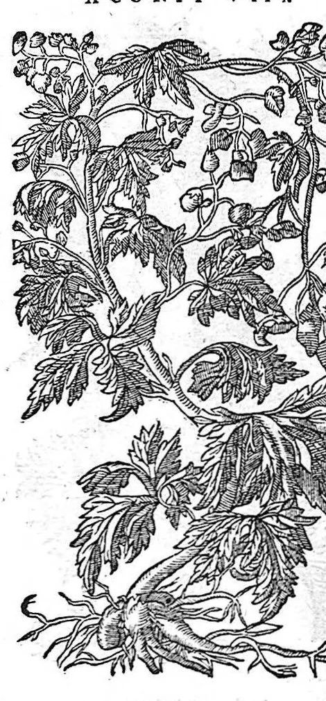 An illustration from Commentaires de M. Pierre Andre Matthiole medecin senois sur les six livres de Ped. Dioscoride Anazarbeen de la matiere medicale, Reveuz et augmentés en plus de mille lieux par l’autheur mesme, et enrichis pour la troisiéme fois, d’un grand nombre de pourtraits, de plantes et animaux tirés au vif, plus qu’aux precedentes editions. Avec certaines tables medecinales, tant des qualités et vertus des simples medicamens, que des remedes pour toutes maladies, qui peuvent avenir au corps humain, comme aussi les sentences, mots, et matieres traictees esdicts Commentaires : Davantage y a sur la fin, divers pourtraits de fourneaux et alembics, pour distiller et tirer les eaux de toutes plantes, avec le moyen de les conserver en leur naïves odeurs. Mis en François sur la derniere edition Latine de l’Autheur, par M. Jean des Moulins Docteur en Medecine, 1572, leaf 720