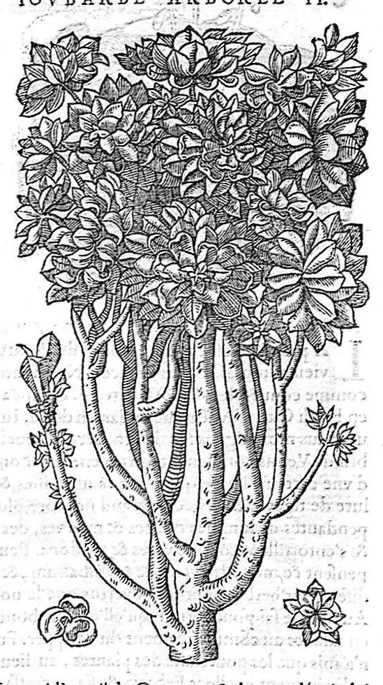 An illustration from Commentaires de M. Pierre Andre Matthiole medecin senois sur les six livres de Ped. Dioscoride Anazarbeen de la matiere medicale, Reveuz et augmentés en plus de mille lieux par l’autheur mesme, et enrichis pour la troisiéme fois, d’un grand nombre de pourtraits, de plantes et animaux tirés au vif, plus qu’aux precedentes editions. Avec certaines tables medecinales, tant des qualités et vertus des simples medicamens, que des remedes pour toutes maladies, qui peuvent avenir au corps humain, comme aussi les sentences, mots, et matieres traictees esdicts Commentaires : Davantage y a sur la fin, divers pourtraits de fourneaux et alembics, pour distiller et tirer les eaux de toutes plantes, avec le moyen de les conserver en leur naïves odeurs. Mis en François sur la derniere edition Latine de l’Autheur, par M. Jean des Moulins Docteur en Medecine, 1572, leaf 733