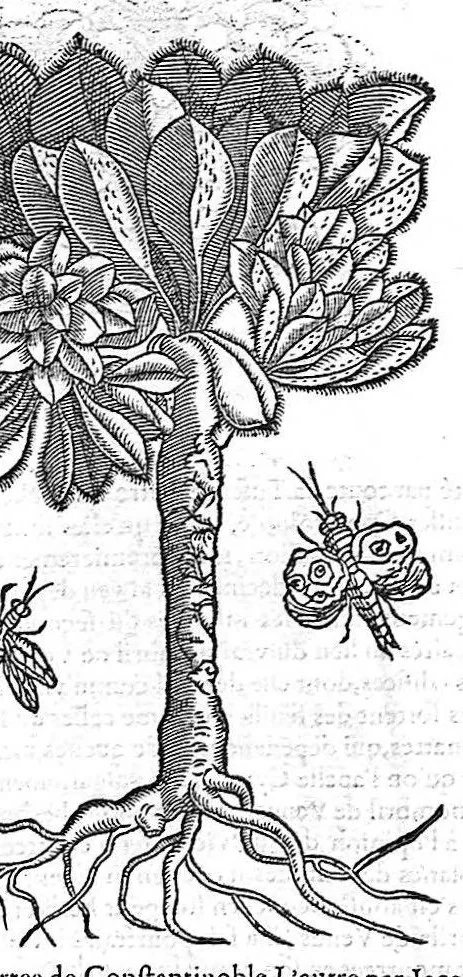 An illustration from Commentaires de M. Pierre Andre Matthiole medecin senois sur les six livres de Ped. Dioscoride Anazarbeen de la matiere medicale, Reveuz et augmentés en plus de mille lieux par l’autheur mesme, et enrichis pour la troisiéme fois, d’un grand nombre de pourtraits, de plantes et animaux tirés au vif, plus qu’aux precedentes editions. Avec certaines tables medecinales, tant des qualités et vertus des simples medicamens, que des remedes pour toutes maladies, qui peuvent avenir au corps humain, comme aussi les sentences, mots, et matieres traictees esdicts Commentaires : Davantage y a sur la fin, divers pourtraits de fourneaux et alembics, pour distiller et tirer les eaux de toutes plantes, avec le moyen de les conserver en leur naïves odeurs. Mis en François sur la derniere edition Latine de l’Autheur, par M. Jean des Moulins Docteur en Medecine, 1572, leaf 733
