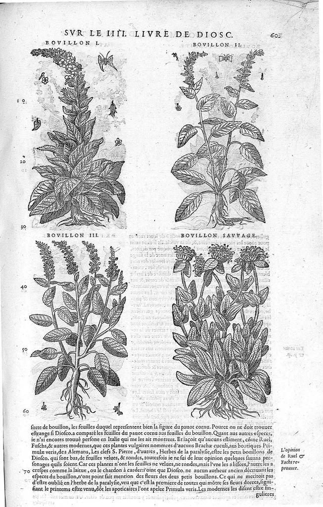 An illustration from Commentaires de M. Pierre Andre Matthiole medecin senois sur les six livres de Ped. Dioscoride Anazarbeen de la matiere medicale, Reveuz et augmentés en plus de mille lieux par l’autheur mesme, et enrichis pour la troisiéme fois, d’un grand nombre de pourtraits, de plantes et animaux tirés au vif, plus qu’aux precedentes editions. Avec certaines tables medecinales, tant des qualités et vertus des simples medicamens, que des remedes pour toutes maladies, qui peuvent avenir au corps humain, comme aussi les sentences, mots, et matieres traictees esdicts Commentaires : Davantage y a sur la fin, divers pourtraits de fourneaux et alembics, pour distiller et tirer les eaux de toutes plantes, avec le moyen de les conserver en leur naïves odeurs. Mis en François sur la derniere edition Latine de l’Autheur, par M. Jean des Moulins Docteur en Medecine, 1572, leaf 743