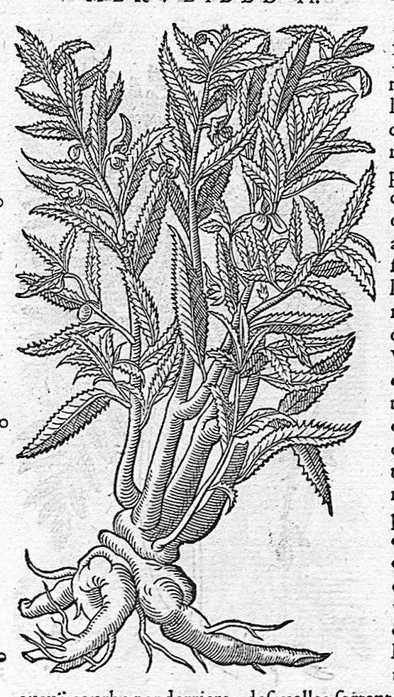 An illustration from Commentaires de M. Pierre Andre Matthiole medecin senois sur les six livres de Ped. Dioscoride Anazarbeen de la matiere medicale, Reveuz et augmentés en plus de mille lieux par l’autheur mesme, et enrichis pour la troisiéme fois, d’un grand nombre de pourtraits, de plantes et animaux tirés au vif, plus qu’aux precedentes editions. Avec certaines tables medecinales, tant des qualités et vertus des simples medicamens, que des remedes pour toutes maladies, qui peuvent avenir au corps humain, comme aussi les sentences, mots, et matieres traictees esdicts Commentaires : Davantage y a sur la fin, divers pourtraits de fourneaux et alembics, pour distiller et tirer les eaux de toutes plantes, avec le moyen de les conserver en leur naïves odeurs. Mis en François sur la derniere edition Latine de l’Autheur, par M. Jean des Moulins Docteur en Medecine, 1572, leaf 809