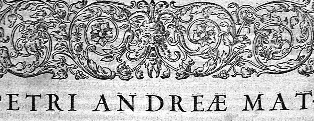 An illustration from Petri Andreae Matthioli,... Opera quae extant omnia, hoc est Commentarii in VI libros Pedacii Dioscoridis Anazarbei de medica materia, adjectis in margine variis graeci textus lectionibus... qui Dioscoridis depravatam lectionem restituunt, nunc a Casparo Bacchino,... post diversarum editionum collationem infinitis locis aucti, synonymiis quoque plantarum et notis illustrati ; adjectis plantarum iconibus... de ratione distillandi aquas ex omnibus plantis... Item, apologia in Amatum Lusitanum, cum censura in ejusdem enarrationes [necnon praefatione Francisci Parthini Roboretani]. Epistolarum medicinalium libri quinque ; Dialogus de morbo gallico..., 1598, leaf 1389
