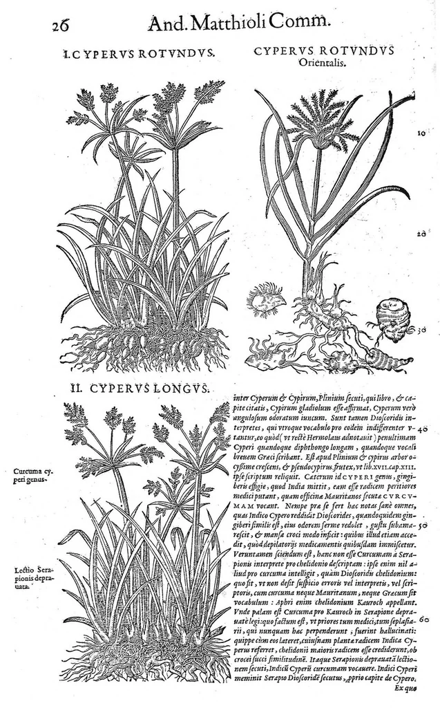 An illustration from Petri Andreae Matthioli,... Opera quae extant omnia, hoc est Commentarii in VI libros Pedacii Dioscoridis Anazarbei de medica materia, adjectis in margine variis graeci textus lectionibus... qui Dioscoridis depravatam lectionem restituunt, nunc a Casparo Bacchino,... post diversarum editionum collationem infinitis locis aucti, synonymiis quoque plantarum et notis illustrati ; adjectis plantarum iconibus... de ratione distillandi aquas ex omnibus plantis... Item, apologia in Amatum Lusitanum, cum censura in ejusdem enarrationes [necnon praefatione Francisci Parthini Roboretani]. Epistolarum medicinalium libri quinque ; Dialogus de morbo gallico..., 1598, leaf 146