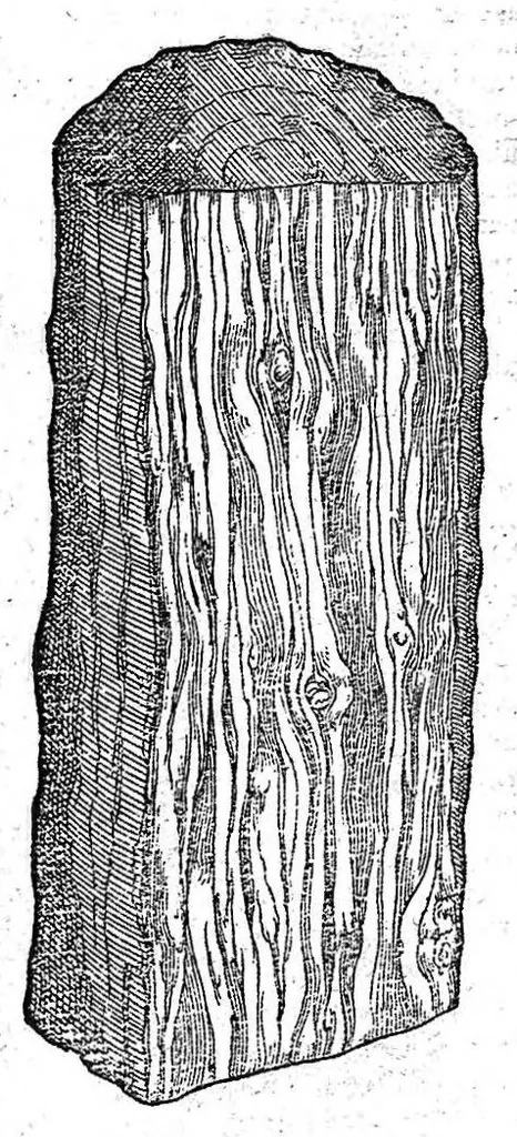 An illustration from Petri Andreae Matthioli,... Opera quae extant omnia, hoc est Commentarii in VI libros Pedacii Dioscoridis Anazarbei de medica materia, adjectis in margine variis graeci textus lectionibus... qui Dioscoridis depravatam lectionem restituunt, nunc a Casparo Bacchino,... post diversarum editionum collationem infinitis locis aucti, synonymiis quoque plantarum et notis illustrati ; adjectis plantarum iconibus... de ratione distillandi aquas ex omnibus plantis... Item, apologia in Amatum Lusitanum, cum censura in ejusdem enarrationes [necnon praefatione Francisci Parthini Roboretani]. Epistolarum medicinalium libri quinque ; Dialogus de morbo gallico..., 1598, leaf 183