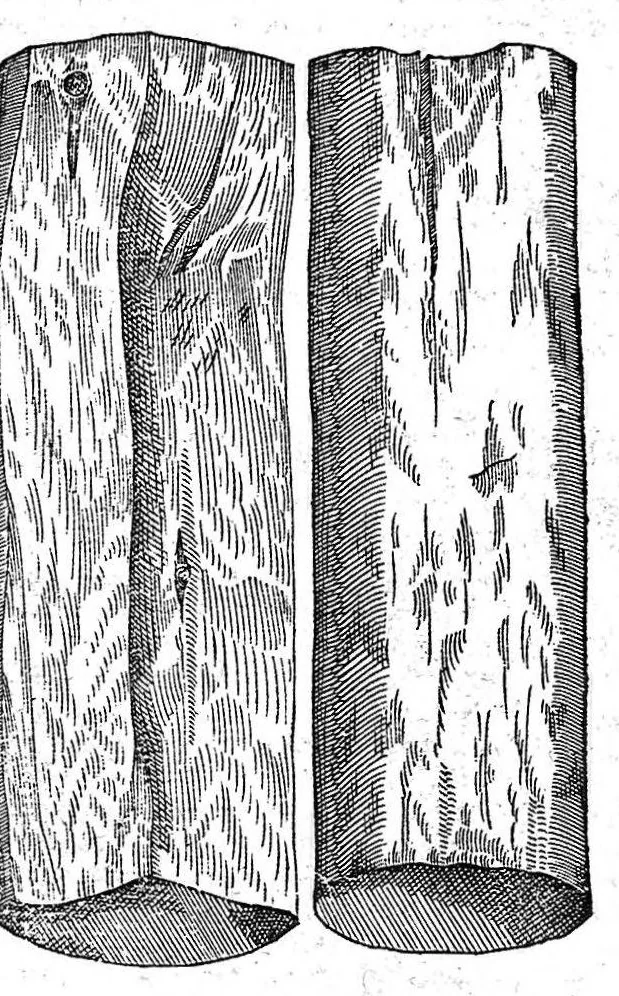 An illustration from Petri Andreae Matthioli,... Opera quae extant omnia, hoc est Commentarii in VI libros Pedacii Dioscoridis Anazarbei de medica materia, adjectis in margine variis graeci textus lectionibus... qui Dioscoridis depravatam lectionem restituunt, nunc a Casparo Bacchino,... post diversarum editionum collationem infinitis locis aucti, synonymiis quoque plantarum et notis illustrati ; adjectis plantarum iconibus... de ratione distillandi aquas ex omnibus plantis... Item, apologia in Amatum Lusitanum, cum censura in ejusdem enarrationes [necnon praefatione Francisci Parthini Roboretani]. Epistolarum medicinalium libri quinque ; Dialogus de morbo gallico..., 1598, leaf 183