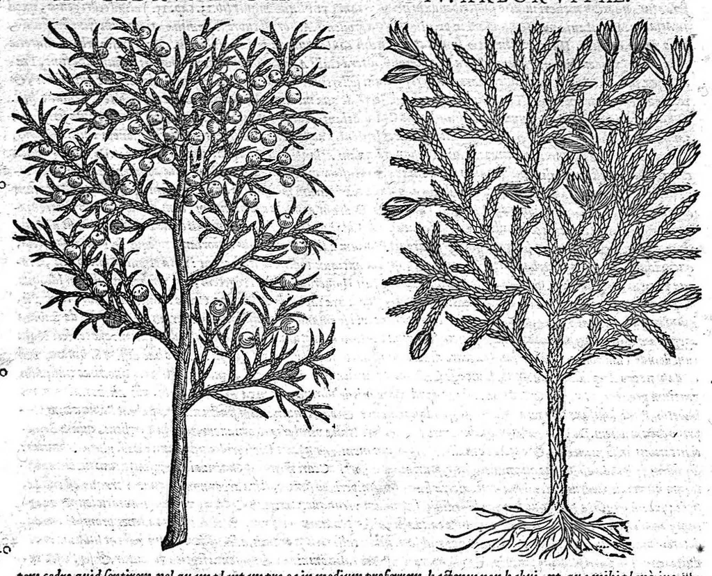 An illustration from Petri Andreae Matthioli,... Opera quae extant omnia, hoc est Commentarii in VI libros Pedacii Dioscoridis Anazarbei de medica materia, adjectis in margine variis graeci textus lectionibus... qui Dioscoridis depravatam lectionem restituunt, nunc a Casparo Bacchino,... post diversarum editionum collationem infinitis locis aucti, synonymiis quoque plantarum et notis illustrati ; adjectis plantarum iconibus... de ratione distillandi aquas ex omnibus plantis... Item, apologia in Amatum Lusitanum, cum censura in ejusdem enarrationes [necnon praefatione Francisci Parthini Roboretani]. Epistolarum medicinalium libri quinque ; Dialogus de morbo gallico..., 1598, leaf 243