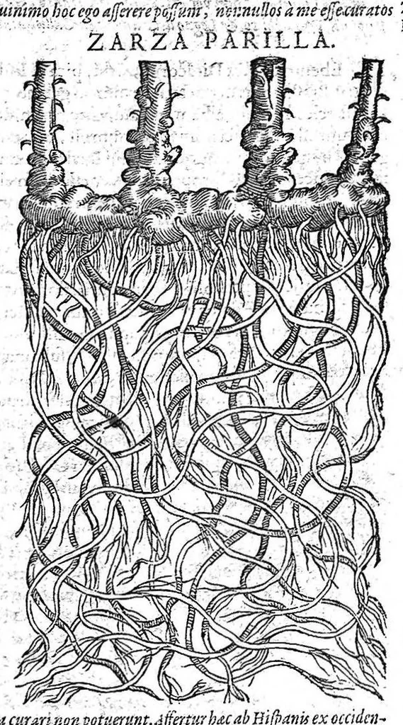 An illustration from Petri Andreae Matthioli,... Opera quae extant omnia, hoc est Commentarii in VI libros Pedacii Dioscoridis Anazarbei de medica materia, adjectis in margine variis graeci textus lectionibus... qui Dioscoridis depravatam lectionem restituunt, nunc a Casparo Bacchino,... post diversarum editionum collationem infinitis locis aucti, synonymiis quoque plantarum et notis illustrati ; adjectis plantarum iconibus... de ratione distillandi aquas ex omnibus plantis... Item, apologia in Amatum Lusitanum, cum censura in ejusdem enarrationes [necnon praefatione Francisci Parthini Roboretani]. Epistolarum medicinalium libri quinque ; Dialogus de morbo gallico..., 1598, leaf 283
