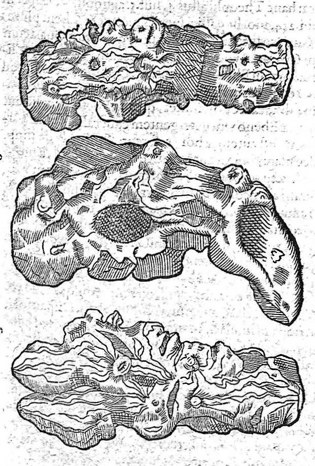 An illustration from Petri Andreae Matthioli,... Opera quae extant omnia, hoc est Commentarii in VI libros Pedacii Dioscoridis Anazarbei de medica materia, adjectis in margine variis graeci textus lectionibus... qui Dioscoridis depravatam lectionem restituunt, nunc a Casparo Bacchino,... post diversarum editionum collationem infinitis locis aucti, synonymiis quoque plantarum et notis illustrati ; adjectis plantarum iconibus... de ratione distillandi aquas ex omnibus plantis... Item, apologia in Amatum Lusitanum, cum censura in ejusdem enarrationes [necnon praefatione Francisci Parthini Roboretani]. Epistolarum medicinalium libri quinque ; Dialogus de morbo gallico..., 1598, leaf 283