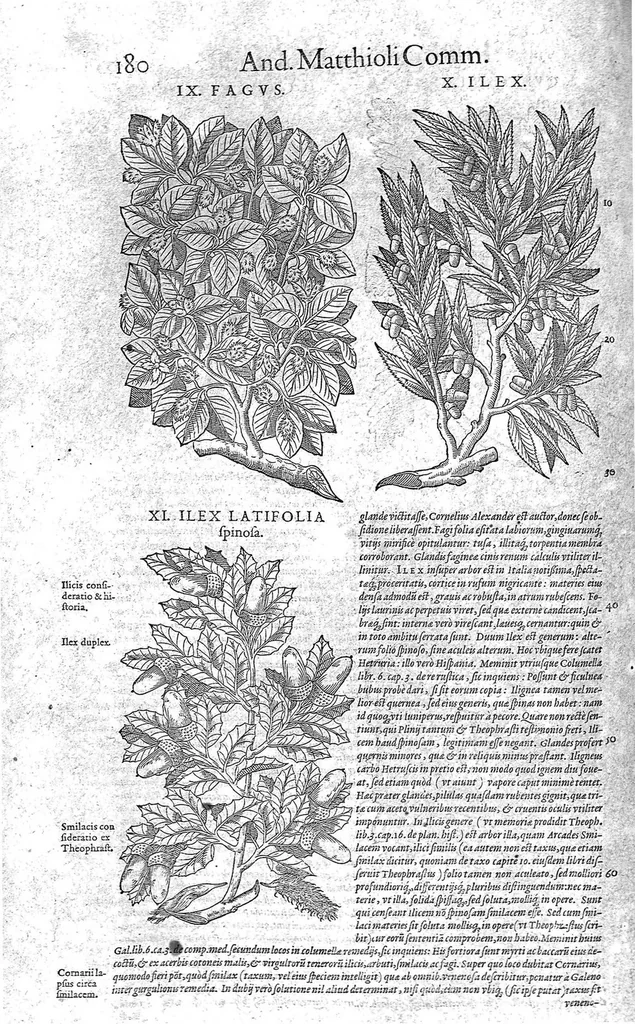 An illustration from Petri Andreae Matthioli,... Opera quae extant omnia, hoc est Commentarii in VI libros Pedacii Dioscoridis Anazarbei de medica materia, adjectis in margine variis graeci textus lectionibus... qui Dioscoridis depravatam lectionem restituunt, nunc a Casparo Bacchino,... post diversarum editionum collationem infinitis locis aucti, synonymiis quoque plantarum et notis illustrati ; adjectis plantarum iconibus... de ratione distillandi aquas ex omnibus plantis... Item, apologia in Amatum Lusitanum, cum censura in ejusdem enarrationes [necnon praefatione Francisci Parthini Roboretani]. Epistolarum medicinalium libri quinque ; Dialogus de morbo gallico..., 1598, leaf 300