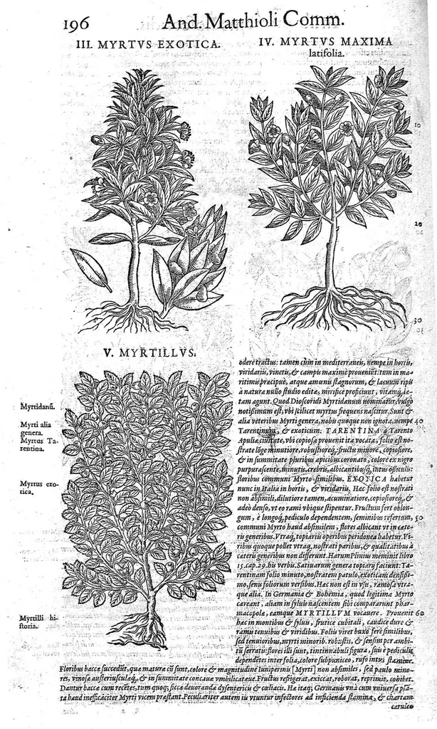 An illustration from Petri Andreae Matthioli,... Opera quae extant omnia, hoc est Commentarii in VI libros Pedacii Dioscoridis Anazarbei de medica materia, adjectis in margine variis graeci textus lectionibus... qui Dioscoridis depravatam lectionem restituunt, nunc a Casparo Bacchino,... post diversarum editionum collationem infinitis locis aucti, synonymiis quoque plantarum et notis illustrati ; adjectis plantarum iconibus... de ratione distillandi aquas ex omnibus plantis... Item, apologia in Amatum Lusitanum, cum censura in ejusdem enarrationes [necnon praefatione Francisci Parthini Roboretani]. Epistolarum medicinalium libri quinque ; Dialogus de morbo gallico..., 1598, leaf 316