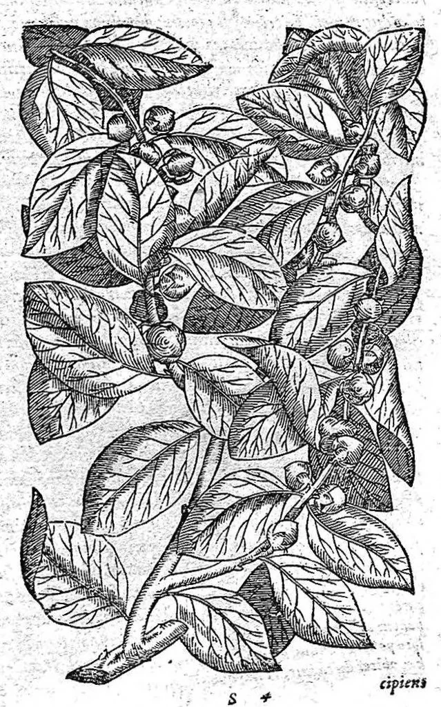 An illustration from Petri Andreae Matthioli,... Opera quae extant omnia, hoc est Commentarii in VI libros Pedacii Dioscoridis Anazarbei de medica materia, adjectis in margine variis graeci textus lectionibus... qui Dioscoridis depravatam lectionem restituunt, nunc a Casparo Bacchino,... post diversarum editionum collationem infinitis locis aucti, synonymiis quoque plantarum et notis illustrati ; adjectis plantarum iconibus... de ratione distillandi aquas ex omnibus plantis... Item, apologia in Amatum Lusitanum, cum censura in ejusdem enarrationes [necnon praefatione Francisci Parthini Roboretani]. Epistolarum medicinalium libri quinque ; Dialogus de morbo gallico..., 1598, leaf 331