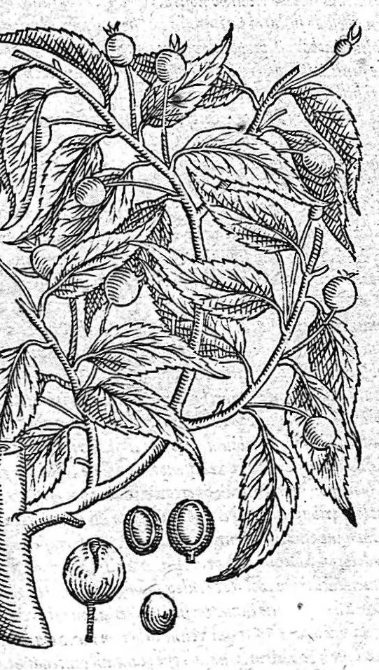 An illustration from Petri Andreae Matthioli,... Opera quae extant omnia, hoc est Commentarii in VI libros Pedacii Dioscoridis Anazarbei de medica materia, adjectis in margine variis graeci textus lectionibus... qui Dioscoridis depravatam lectionem restituunt, nunc a Casparo Bacchino,... post diversarum editionum collationem infinitis locis aucti, synonymiis quoque plantarum et notis illustrati ; adjectis plantarum iconibus... de ratione distillandi aquas ex omnibus plantis... Item, apologia in Amatum Lusitanum, cum censura in ejusdem enarrationes [necnon praefatione Francisci Parthini Roboretani]. Epistolarum medicinalium libri quinque ; Dialogus de morbo gallico..., 1598, leaf 331
