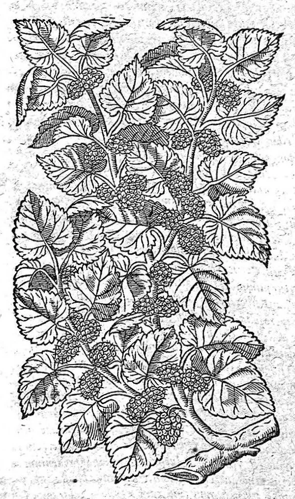 An illustration from Petri Andreae Matthioli,... Opera quae extant omnia, hoc est Commentarii in VI libros Pedacii Dioscoridis Anazarbei de medica materia, adjectis in margine variis graeci textus lectionibus... qui Dioscoridis depravatam lectionem restituunt, nunc a Casparo Bacchino,... post diversarum editionum collationem infinitis locis aucti, synonymiis quoque plantarum et notis illustrati ; adjectis plantarum iconibus... de ratione distillandi aquas ex omnibus plantis... Item, apologia in Amatum Lusitanum, cum censura in ejusdem enarrationes [necnon praefatione Francisci Parthini Roboretani]. Epistolarum medicinalium libri quinque ; Dialogus de morbo gallico..., 1598, leaf 350
