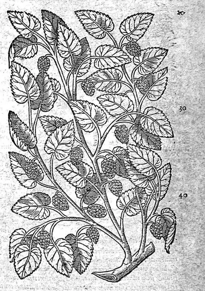 An illustration from Petri Andreae Matthioli,... Opera quae extant omnia, hoc est Commentarii in VI libros Pedacii Dioscoridis Anazarbei de medica materia, adjectis in margine variis graeci textus lectionibus... qui Dioscoridis depravatam lectionem restituunt, nunc a Casparo Bacchino,... post diversarum editionum collationem infinitis locis aucti, synonymiis quoque plantarum et notis illustrati ; adjectis plantarum iconibus... de ratione distillandi aquas ex omnibus plantis... Item, apologia in Amatum Lusitanum, cum censura in ejusdem enarrationes [necnon praefatione Francisci Parthini Roboretani]. Epistolarum medicinalium libri quinque ; Dialogus de morbo gallico..., 1598, leaf 350
