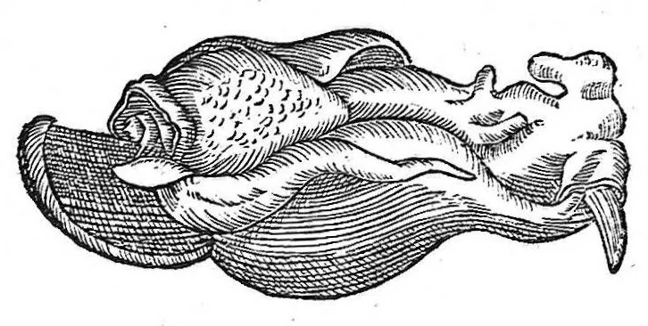 An illustration from Petri Andreae Matthioli,... Opera quae extant omnia, hoc est Commentarii in VI libros Pedacii Dioscoridis Anazarbei de medica materia, adjectis in margine variis graeci textus lectionibus... qui Dioscoridis depravatam lectionem restituunt, nunc a Casparo Bacchino,... post diversarum editionum collationem infinitis locis aucti, synonymiis quoque plantarum et notis illustrati ; adjectis plantarum iconibus... de ratione distillandi aquas ex omnibus plantis... Item, apologia in Amatum Lusitanum, cum censura in ejusdem enarrationes [necnon praefatione Francisci Parthini Roboretani]. Epistolarum medicinalium libri quinque ; Dialogus de morbo gallico..., 1598, leaf 382