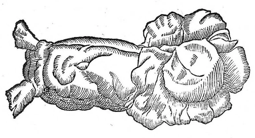 An illustration from Petri Andreae Matthioli,... Opera quae extant omnia, hoc est Commentarii in VI libros Pedacii Dioscoridis Anazarbei de medica materia, adjectis in margine variis graeci textus lectionibus... qui Dioscoridis depravatam lectionem restituunt, nunc a Casparo Bacchino,... post diversarum editionum collationem infinitis locis aucti, synonymiis quoque plantarum et notis illustrati ; adjectis plantarum iconibus... de ratione distillandi aquas ex omnibus plantis... Item, apologia in Amatum Lusitanum, cum censura in ejusdem enarrationes [necnon praefatione Francisci Parthini Roboretani]. Epistolarum medicinalium libri quinque ; Dialogus de morbo gallico..., 1598, leaf 382